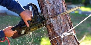 Best Tree Preservation Services  in Eufaula, AL