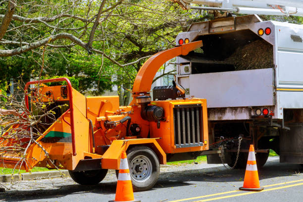 Best Tree Maintenance Programs  in Eufaula, AL