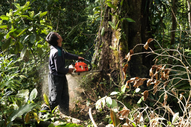Best Tree and Shrub Care  in Eufaula, AL