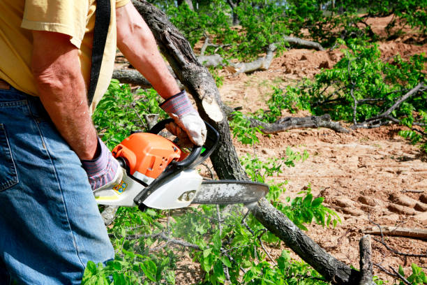 Best Hazardous Tree Removal  in Eufaula, AL